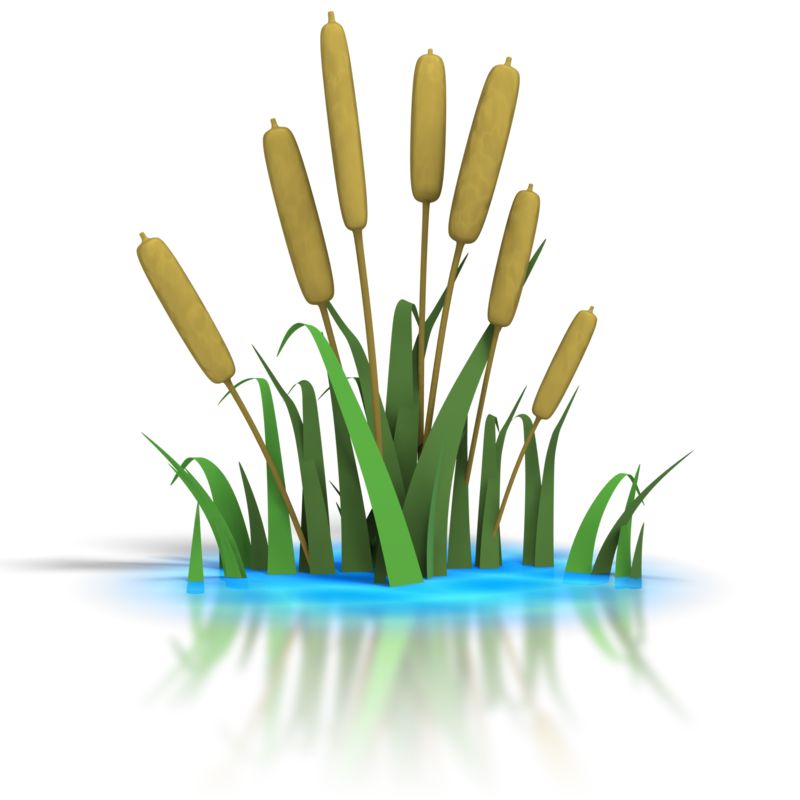 Cattails Growing in Water - Wetland Plants & Marsh Vegetation