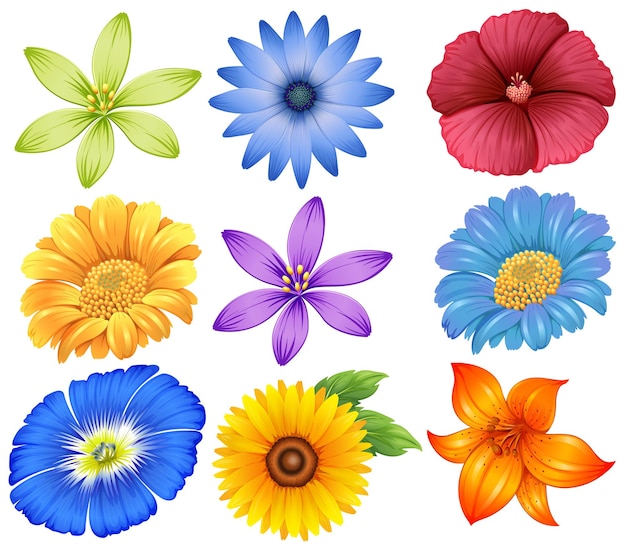 Colorful Flower Illustrations Collection - Daisies, Lilies, and Hibiscus