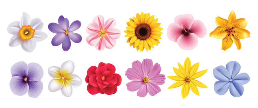 Diverse Flower Collection - 12 Realistic Vector Illustrations