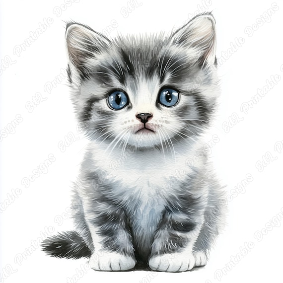 Cute grey and white tabby kitten with blue eyes sitting on white background