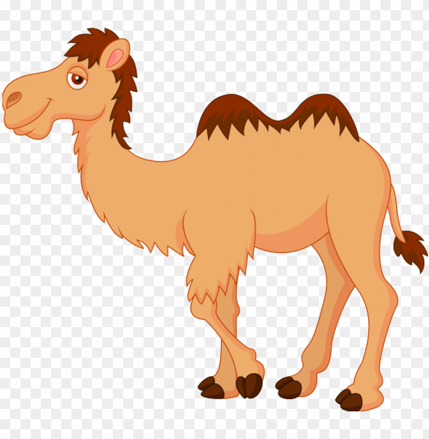 Cute cartoon camel with two humps standing on a transparent background.