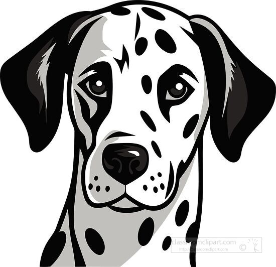 Dalmatian Dog Head Vector Illustration - Black and White Clipart