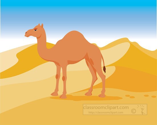 Desert Camel Clipart - Free Vector Illustration for Education