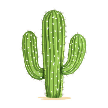 Realistic Green Cactus Illustration with Arms