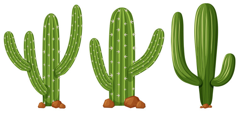Green Cactus Vector Illustration Set | Desert Plant Graphics