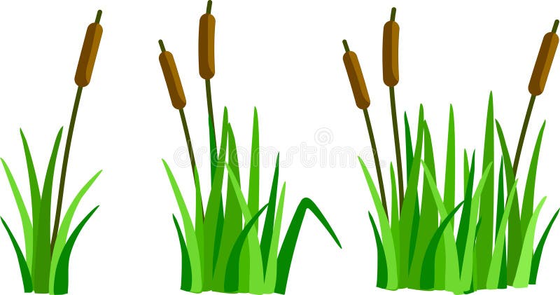 Green Cattails in Grass Vector Illustration Set
