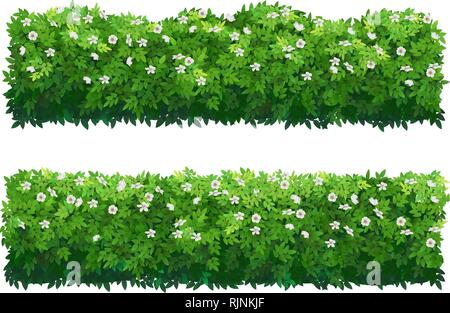 Vector illustration of a green hedge border with small white flowers.