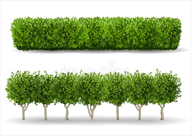 Realistic Green Hedge Wall and Row of Garden Trees Illustration