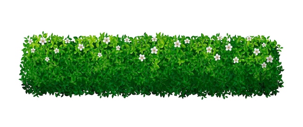 Realistic Green Hedge with White Flowers Isolated on White Background