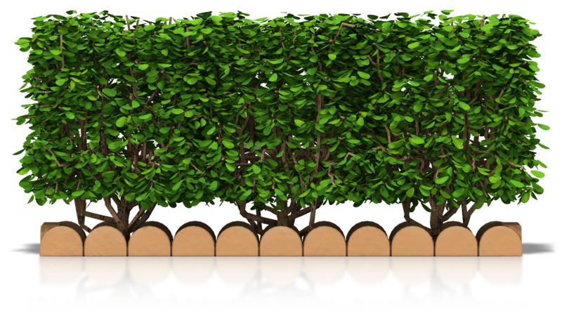 3D Render of a Dense Green Hedge on Wooden Border
