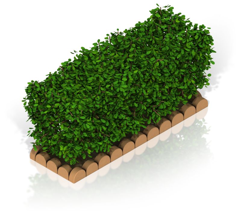 Lush Green Hedge in Rectangular Wooden Planter Box