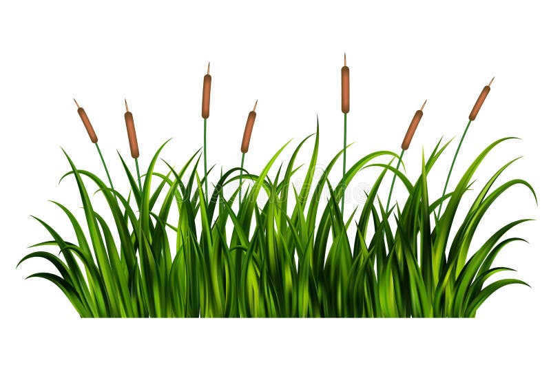 Lush Green Marsh Grass with Tall Cattails Illustration
