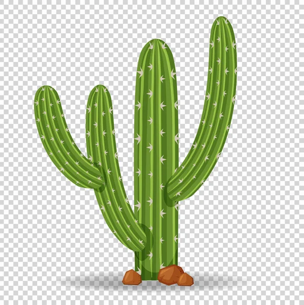 Detailed Saguaro Cactus Illustration with Rocks