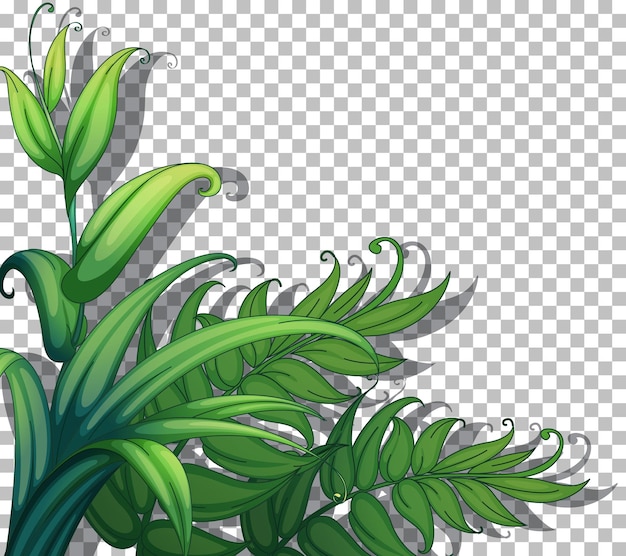 Green tropical plant illustration with broad leaves and fern fronds on transparent background.