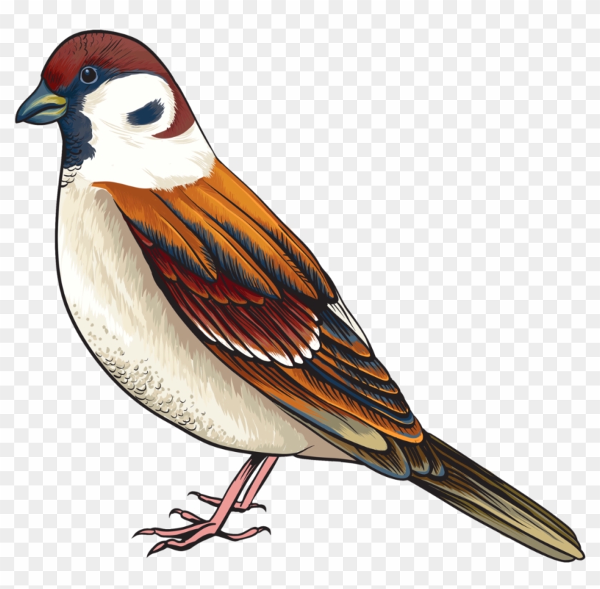 Illustrated house sparrow with chestnut cap, white cheeks, black bib, and brown streaked wings on transparent background