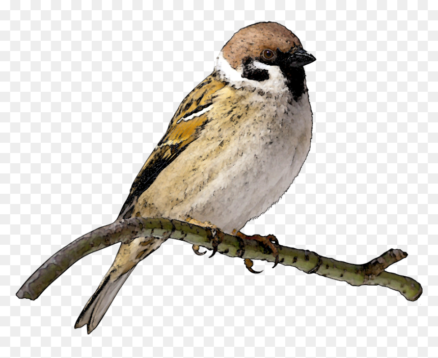 House Sparrow Perched on Branch | Wildlife Photography