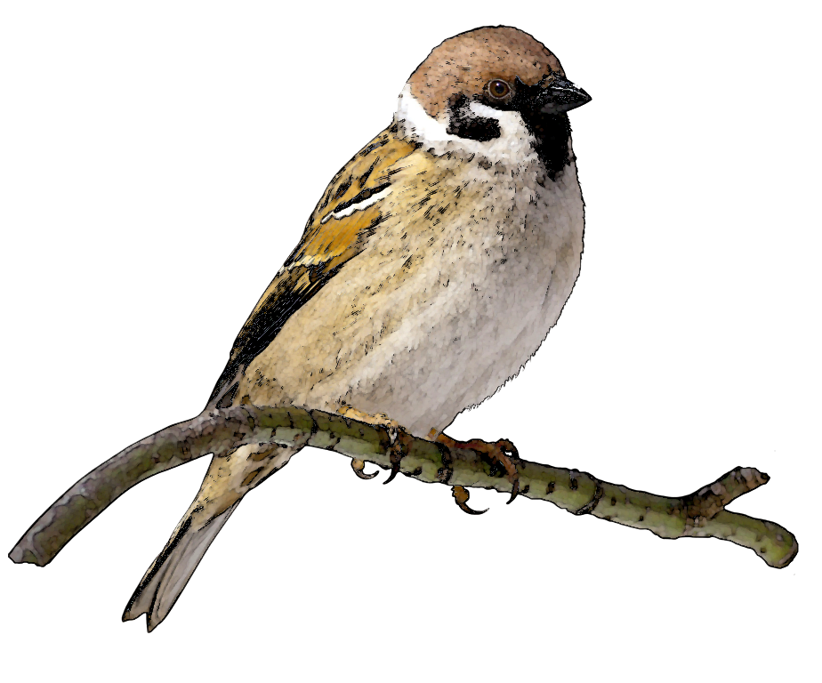 Male house sparrow perched on a thin branch illustration.