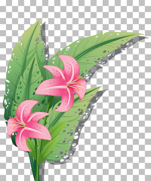 Vector illustration of two pink lilies with green leaves on a transparent background.