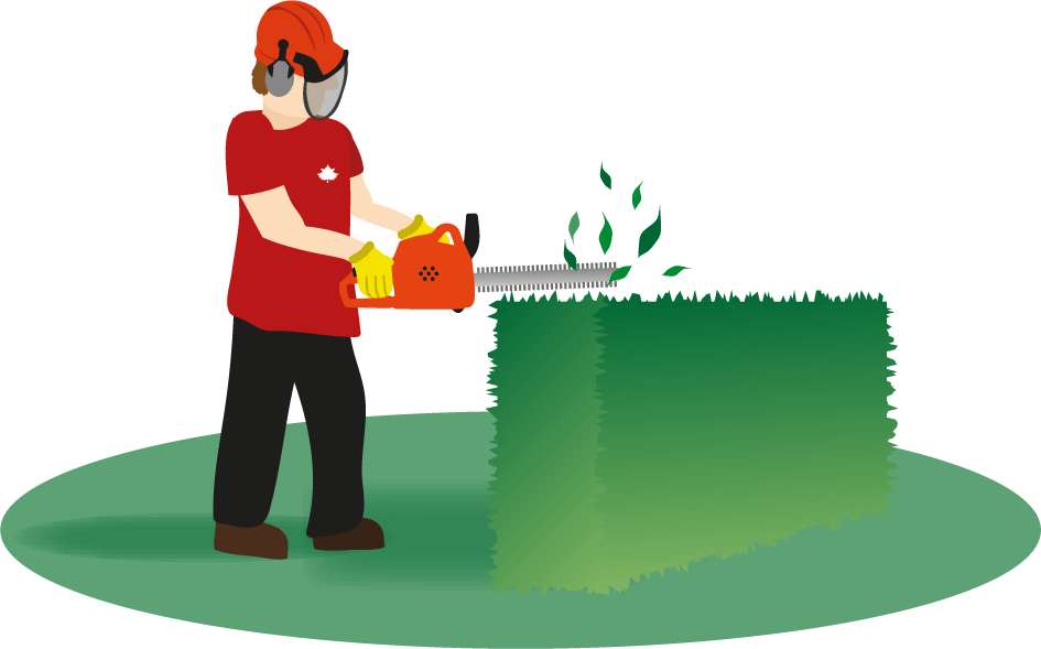 Professional Hedge Trimming Services | Safe & Expert Garden Care