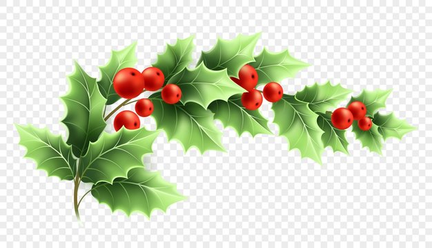 Realistic Holly Branch with Red Berries - Christmas Vector Illustration