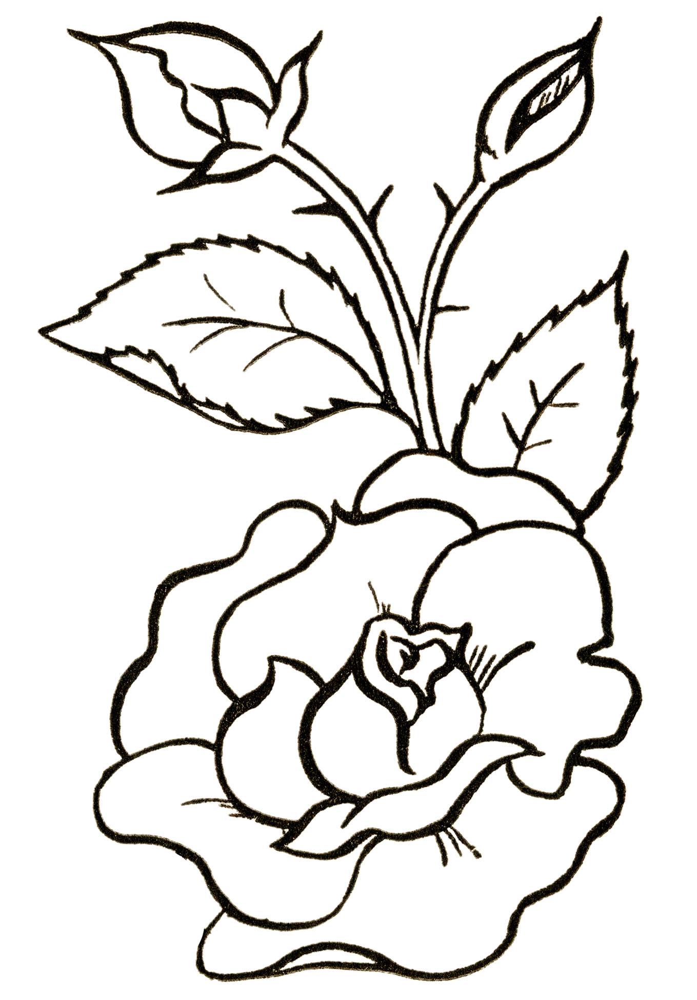 Rose Flower Line Art and Coloring Page Outline