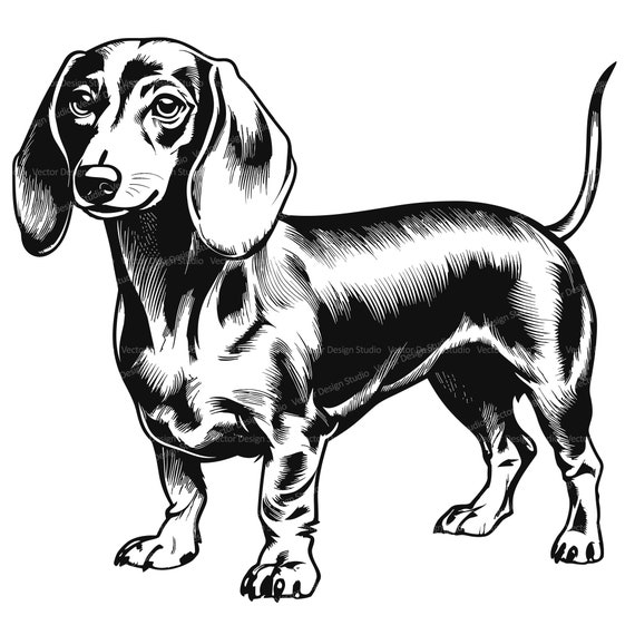 Vintage Dachshund Engraving Illustration | Classic Dog Art