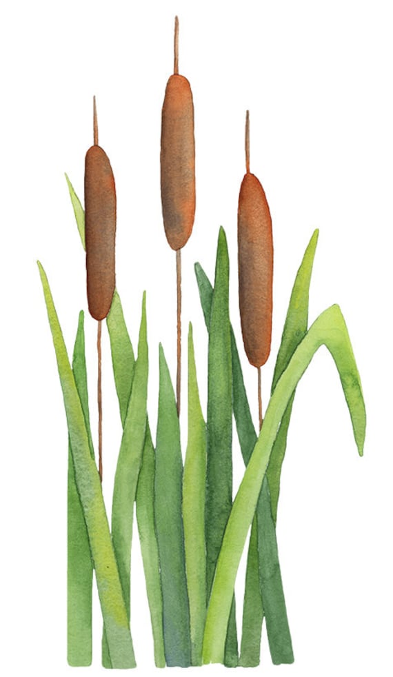 Watercolor Cattails and Green Reeds Botanical Illustration
