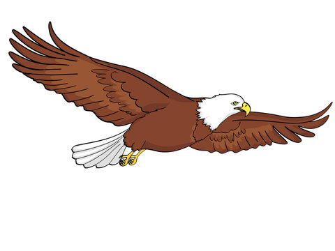 Eagle PNG Clip Art - Best WEB Clipart - Clip Art Library