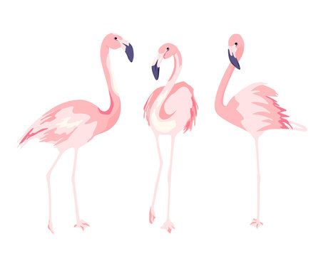 Flamingo Clipart | PNG Transparent Graphic by Tiny Maker Creations 