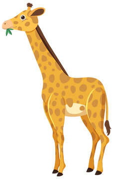 giraffe clipart