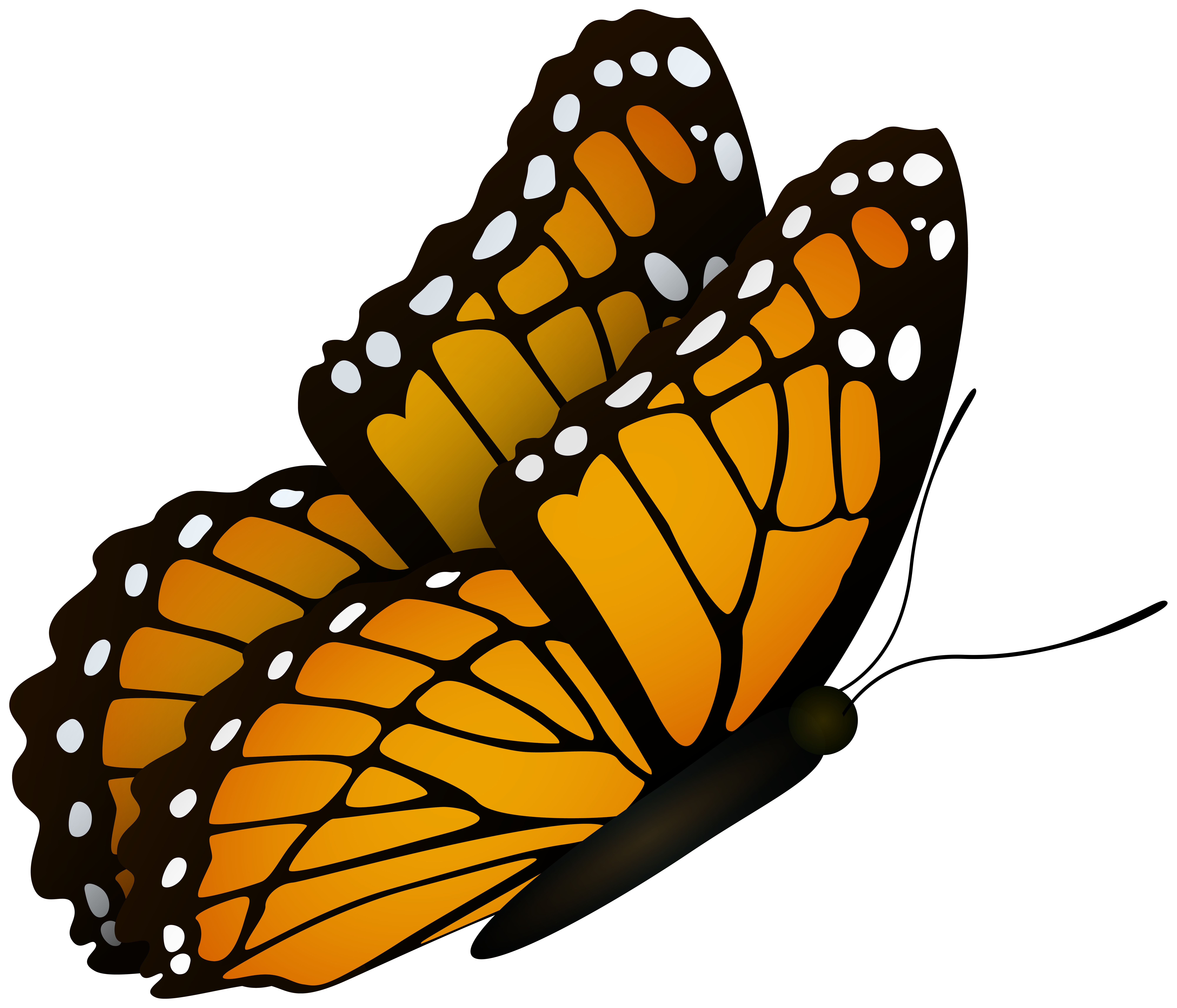 butterfly clipart