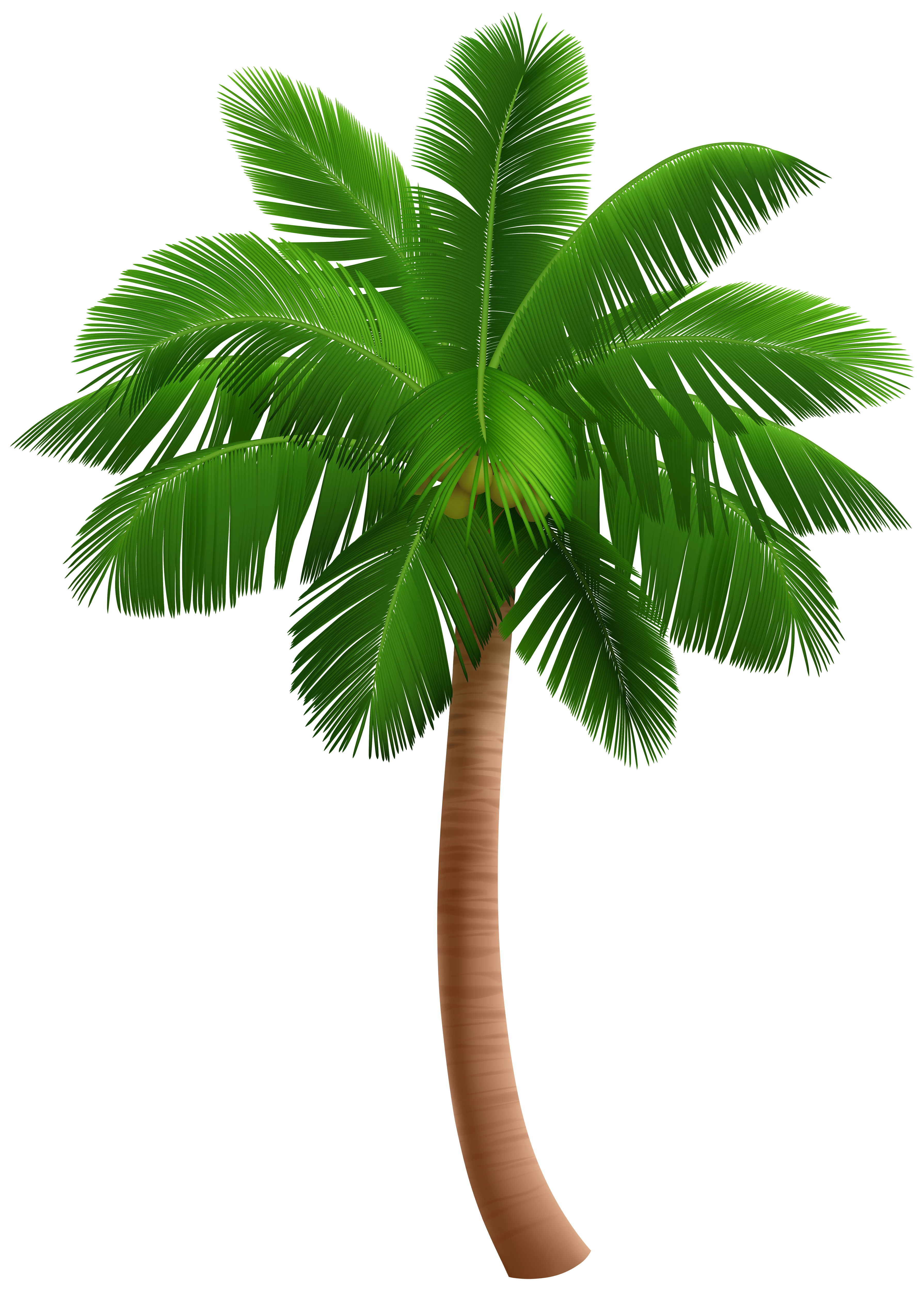 Palm Trees Clipart SVG PNG 9 Images Palm Tree Tree -  - Clip Art Library