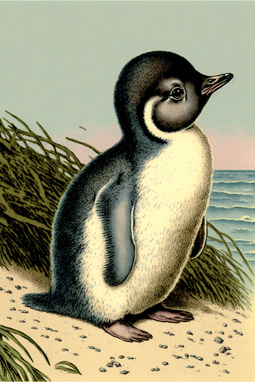 penguin clipart