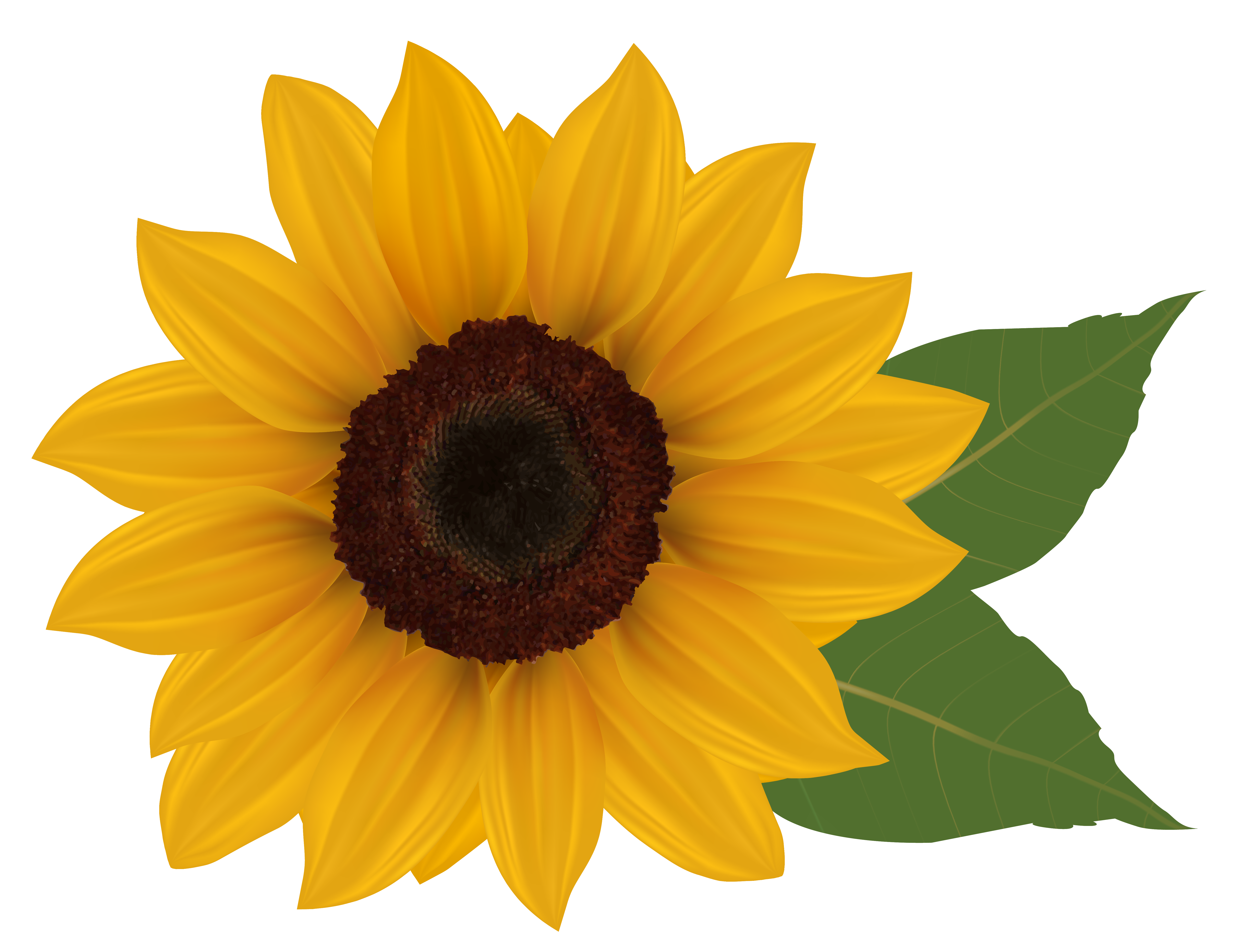 Sunflower PNG Clipart Picture​ | Gallery Yopriceville - High 