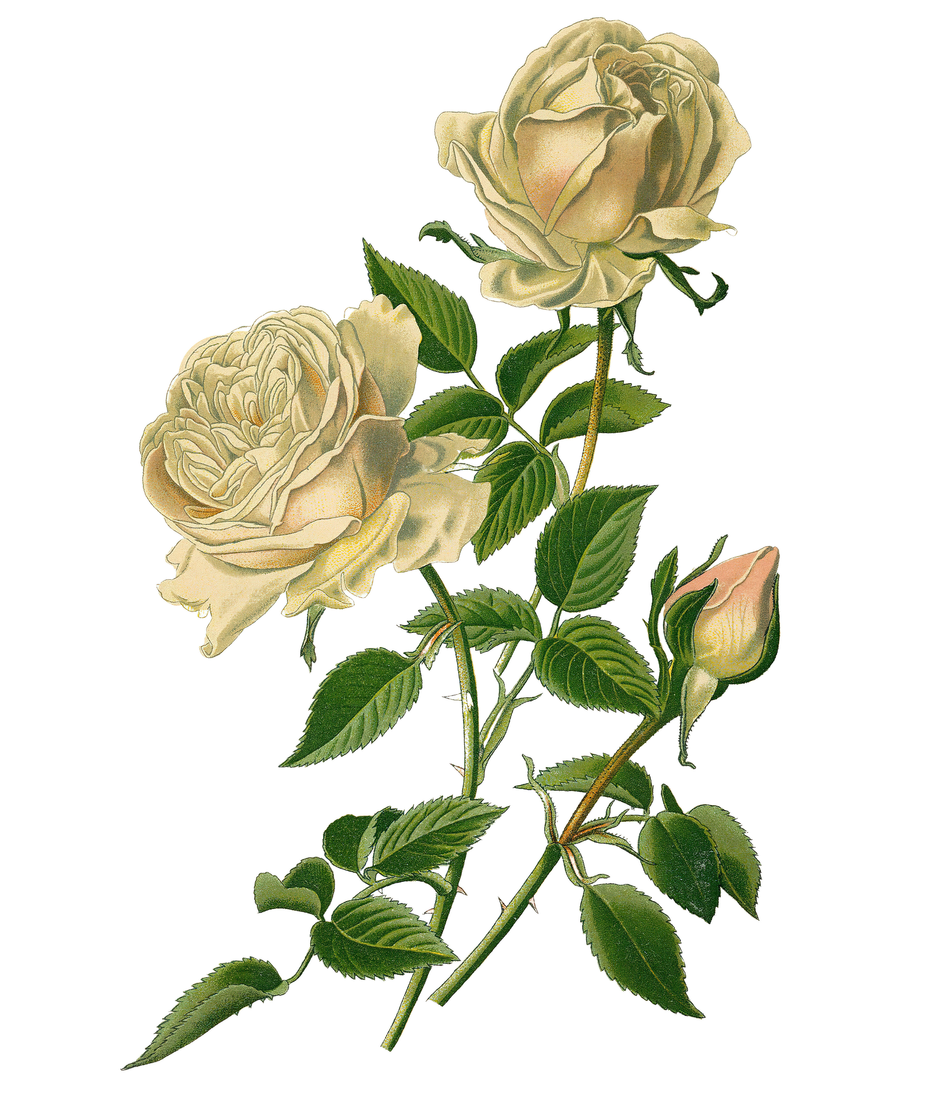 rose clipart