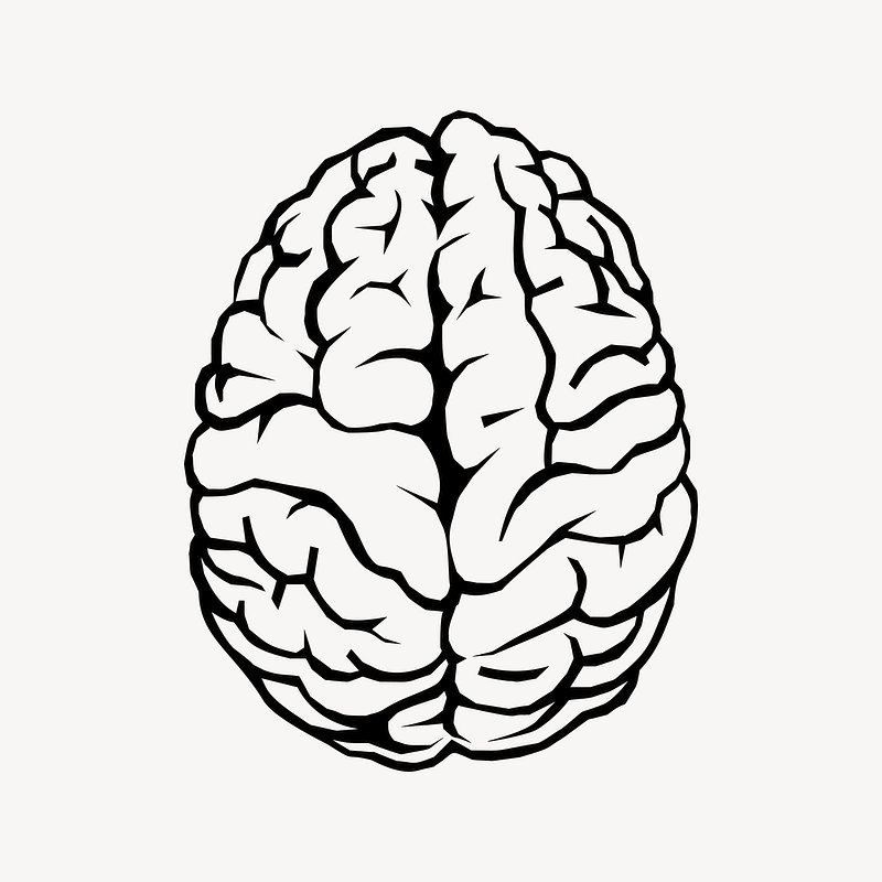 Find hd free Brain Clipart Metacognition - Brain Clipart 