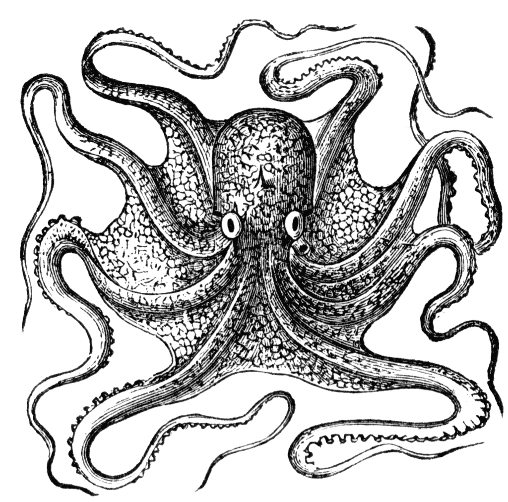 octopus clipart