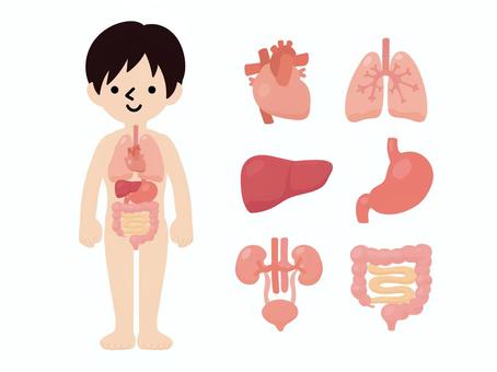organs clipart