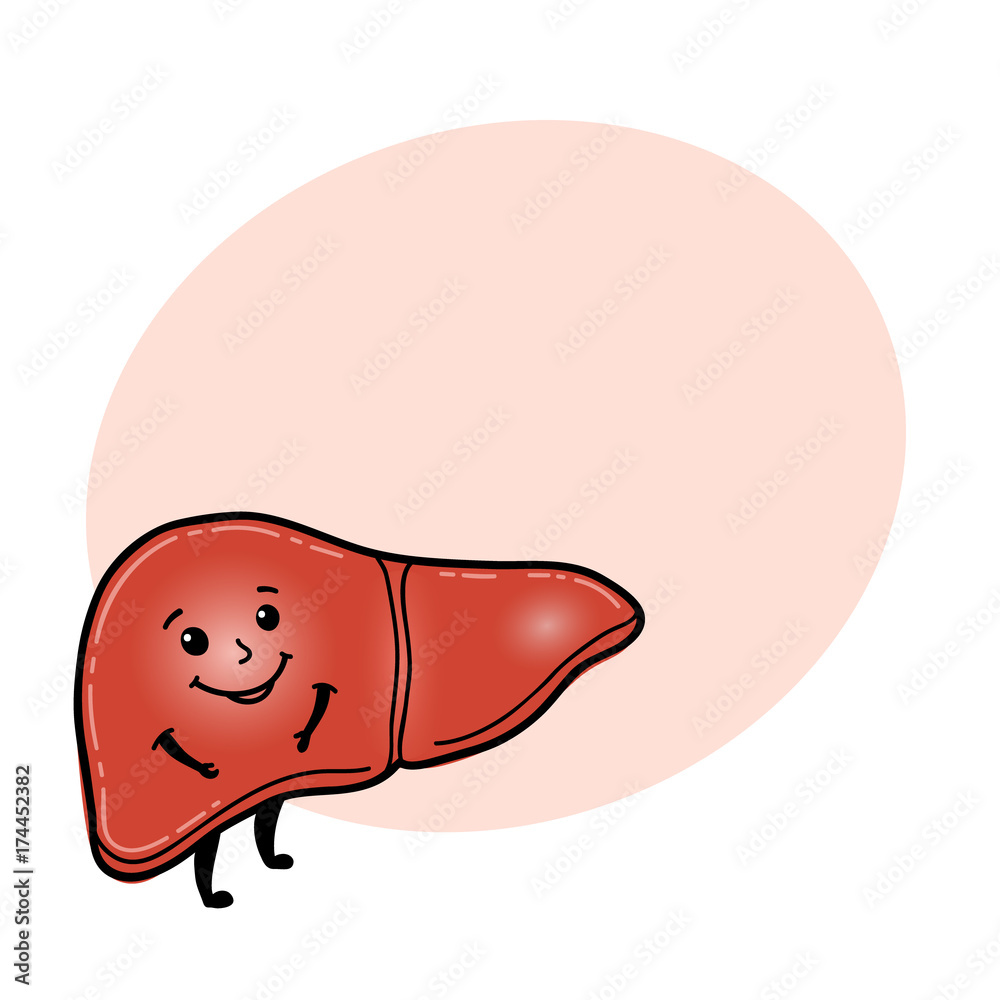 Anatomy Clipart-antomy human body liver icon clipart