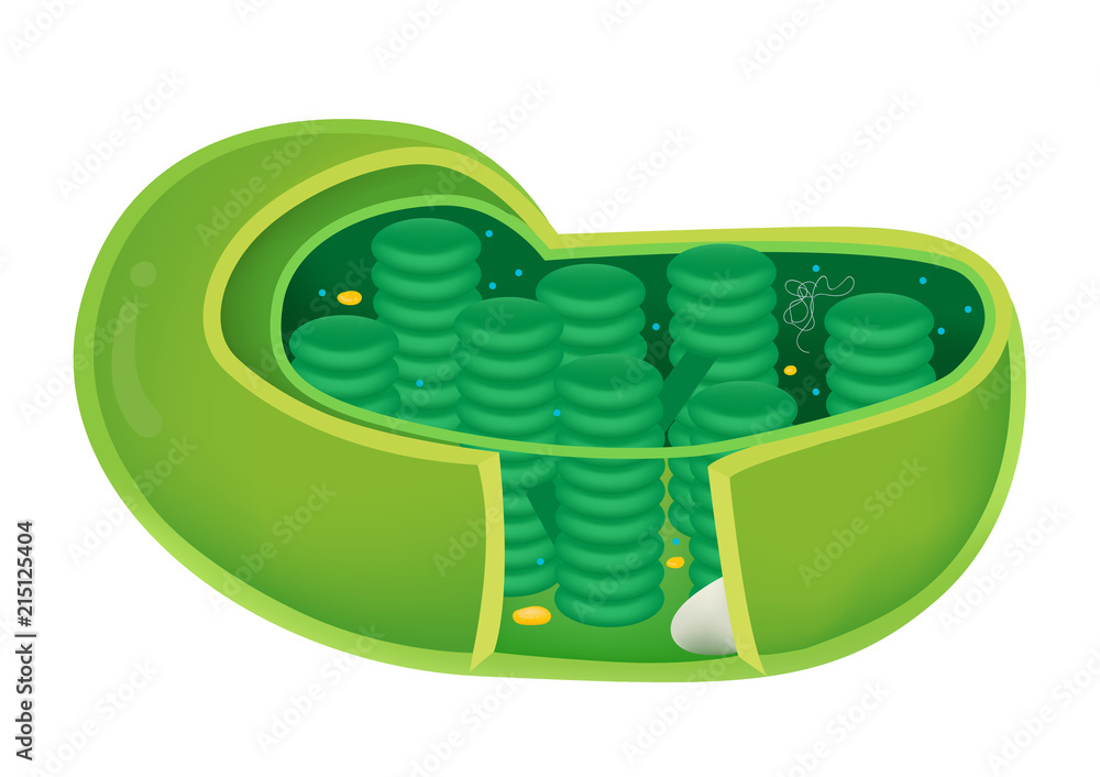 Chloroplast Clip Art at Clker.com - vector clip art online 
