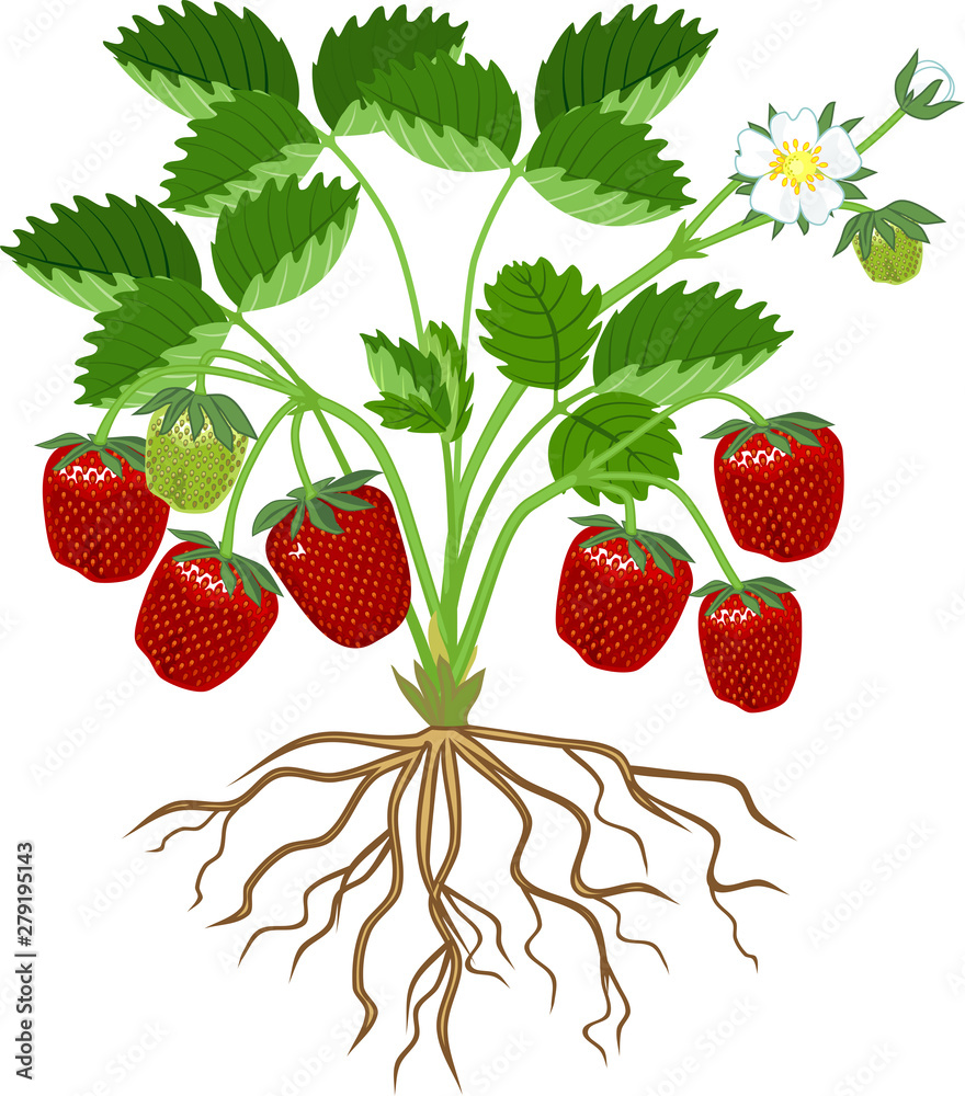 Premium Vector | Strawberry plant isolated with root - Clip Art Library