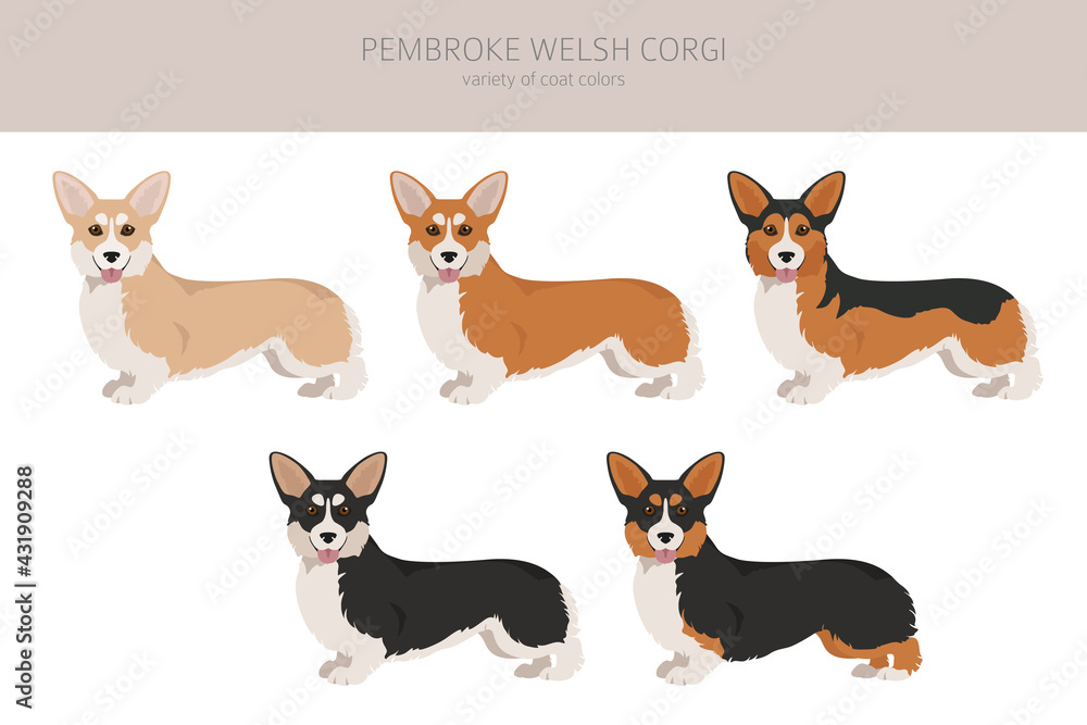 corgi clipart