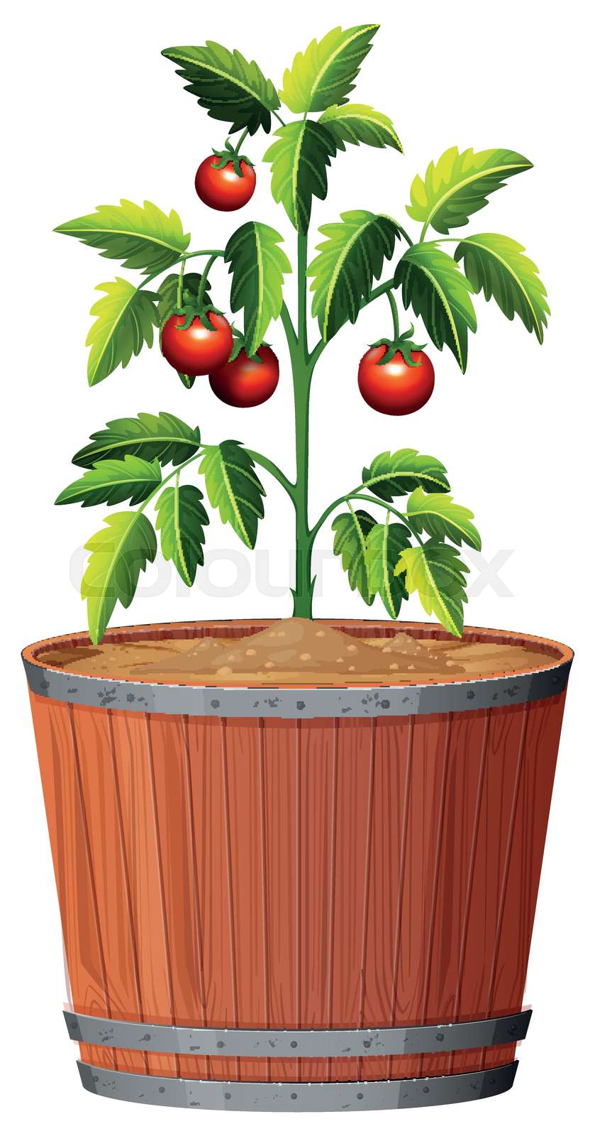 clipart tomato plant