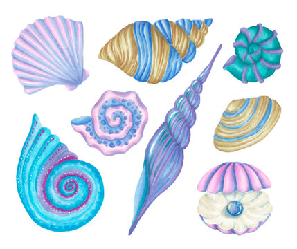seashells clipart