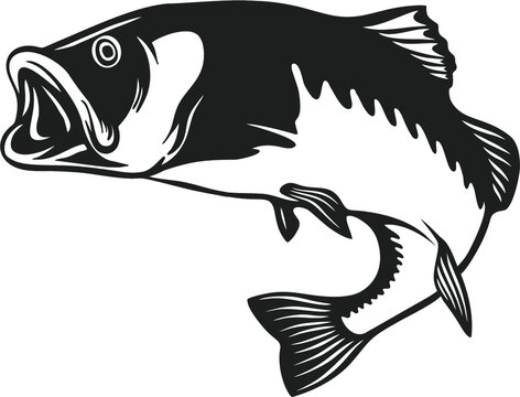 Bass Fish Vector Art, Icons, and Graphics for Free Download - Clip