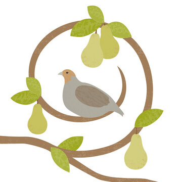 Free partridge in a pear tree clipart, Download Free partridge in a ...