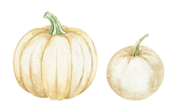 white pumpkin clipart