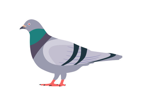 pigeon clipart