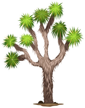 joshua tree clipart