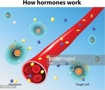 Hormone Illustrations ~ Stock Hormone Vectors &amp; Clip Art | Pond5